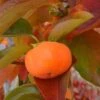 Cardinal™ Persimmon -Rain Tree Nursery cardinal
