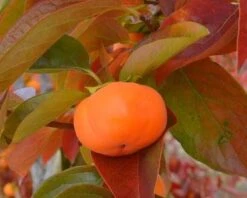 Cardinal™ Persimmon