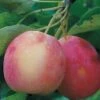Centennial Crabapple -Rain Tree Nursery centennialapplefruit0101