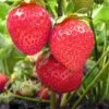 Chandler Strawberry Bundle (2 Packs) -Rain Tree Nursery chandler