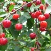 Balaton™ Cherry 2 Balaton™ Cherry -Rain Tree Nursery cherries joylandis