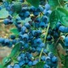 Alpha Chippewa Blueberry -Rain Tree Nursery chippewa 1 1
