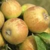 Medaille D'Or Cider Apple 2 Medaille D'Or Cider Apple -Rain Tree Nursery cider apple a435s medillin