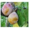 Coe's Golden Drop European Plum -Rain Tree Nursery coes g drop