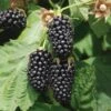Columbia Star Thornless Blackberry -Rain Tree Nursery columbia star 1