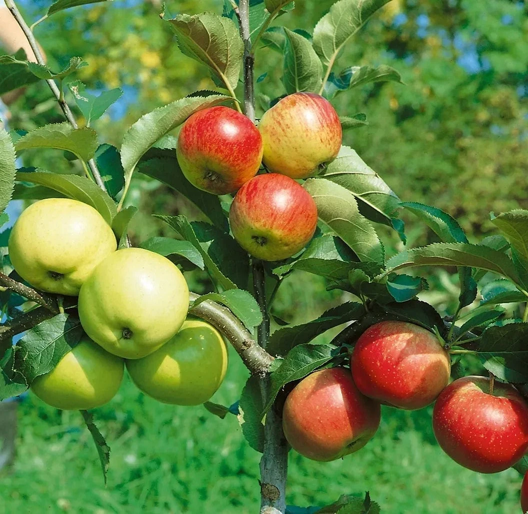Combination Disease-Resistant Apple (3 Varieites) 3 Combination Disease-Resistant Apple (3 Varieites)
