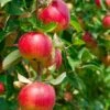 Combo Heritage Apple (4 Varieties) 2 Combo Heritage Apple (4 Varieties) -Rain Tree Nursery combo apple 1 1