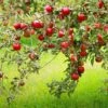 Combo Disease-Resistant Apple (4 Varieties) -Rain Tree Nursery combo disease resistant apple 1