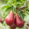 Combo European Pear Tree (3 Varieties) -Rain Tree Nursery combo european pear 1 1