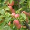 WSU Puget Spice Crabapple -Rain Tree Nursery crabapple a725s puget spice 1