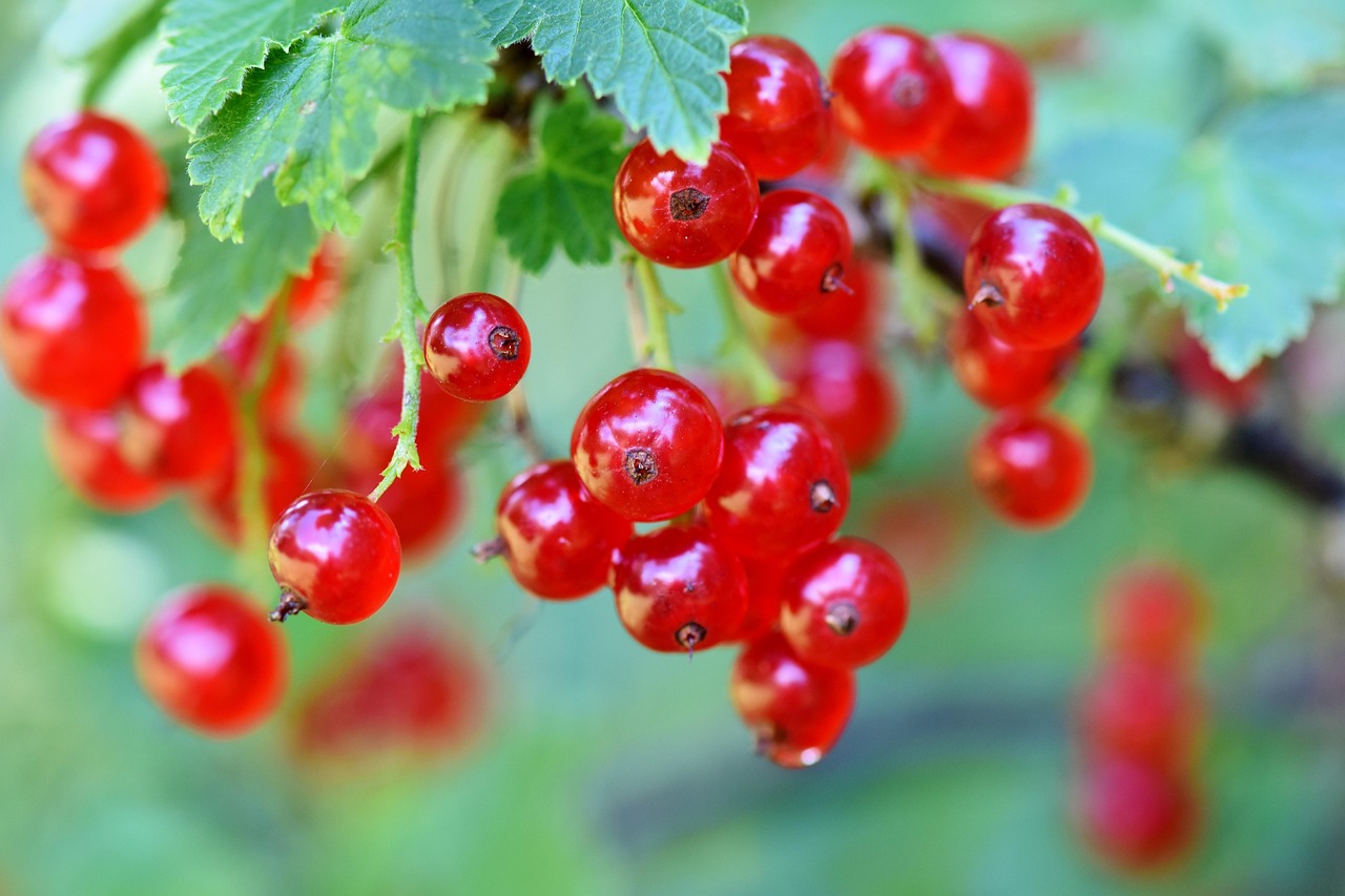 Rain Tree Nursery -Rain Tree Nursery currants 3585286 1280