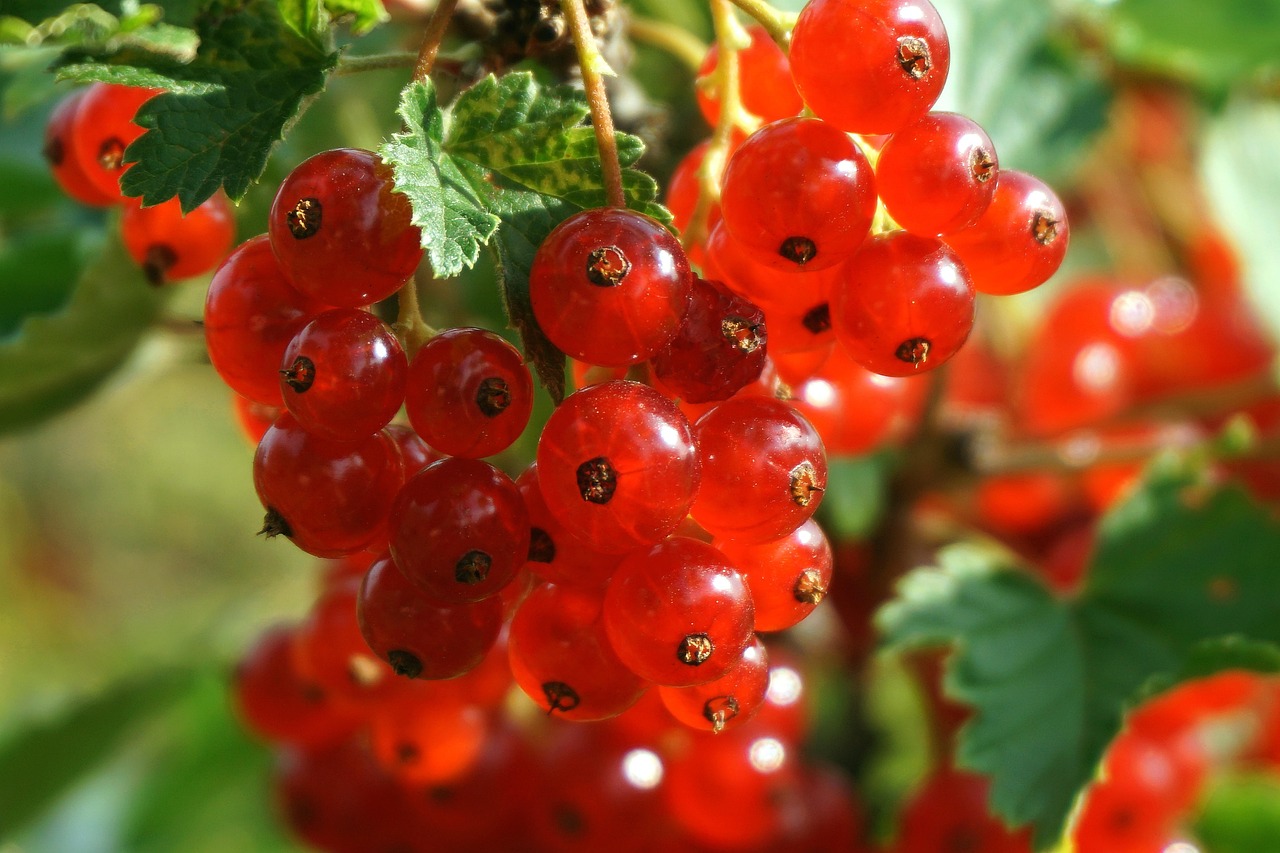 Rain Tree Nursery -Rain Tree Nursery currants 8128483 1280