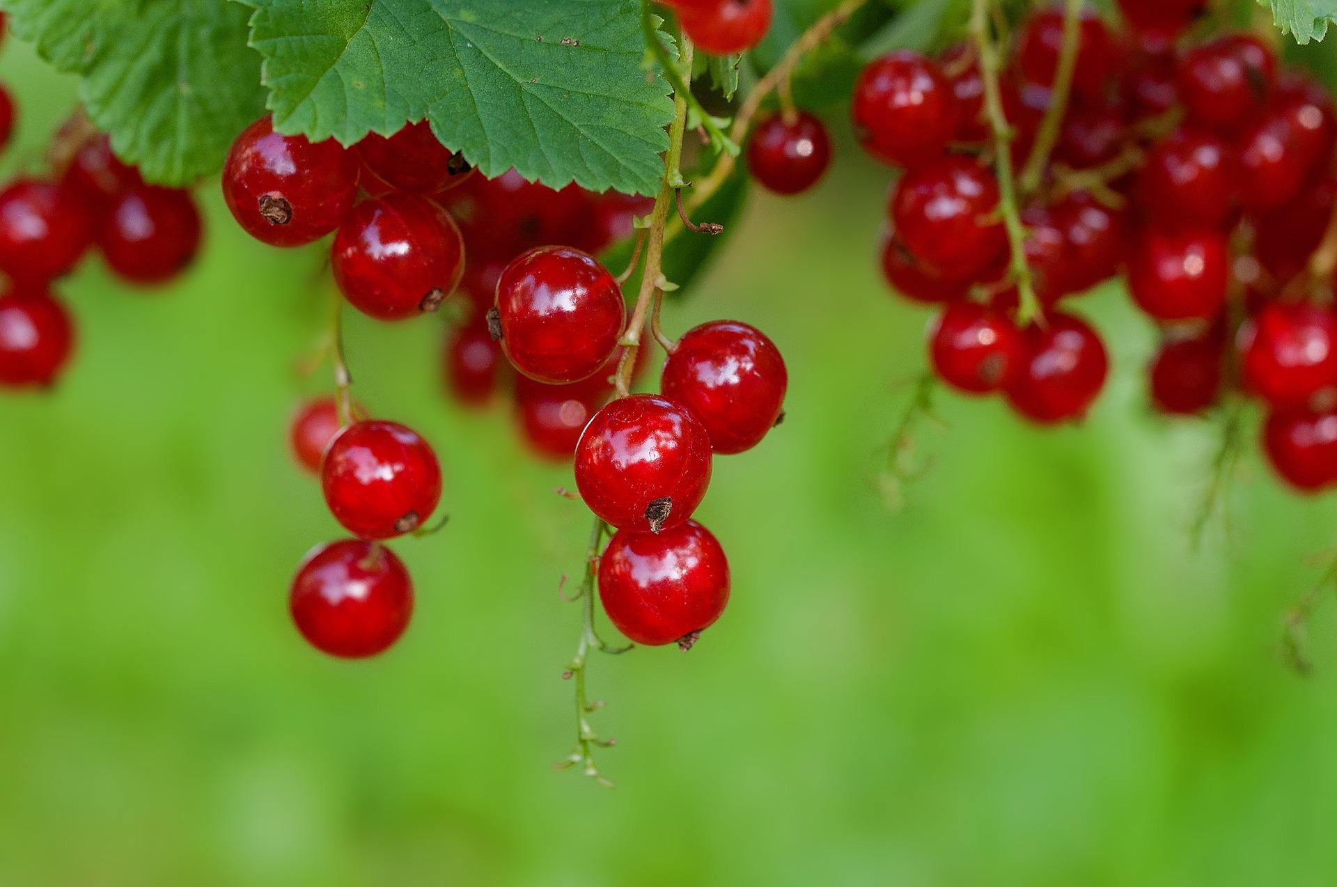 Rain Tree Nursery -Rain Tree Nursery currants 896223 1920