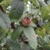 Marron™ Medlar -Rain Tree Nursery d009