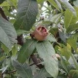 Marron™ Medlar 3 Marron™ Medlar