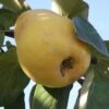 Ekmek Quince -Rain Tree Nursery d088 2