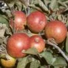 Dabinett Cider Apple -Rain Tree Nursery dabinett apple 1