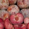 Combo Pluot Tree (4 Varieties) -Rain Tree Nursery dappledandy 1