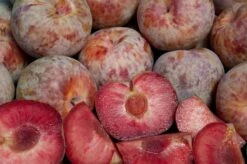 Combo Pluot Tree (4 Varieties)