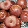 Combo Pluot Tree (4 Varieties) -Rain Tree Nursery dappledandy