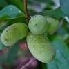 Potomac® Paw Paw -Rain Tree Nursery ddddpawapaw