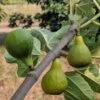 Desert King Fig -Rain Tree Nursery desert king 1 1 1