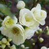 Double Take Eternal White™ Flowering Quince -Rain Tree Nursery dtew