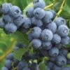 Duke Blueberry -Rain Tree Nursery duke dew drops full