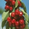 Vandalay Cherry -Rain Tree Nursery early burlat cherry 450x d5e01485 b31c 4738 a2e1 f8bc4a4db9b4