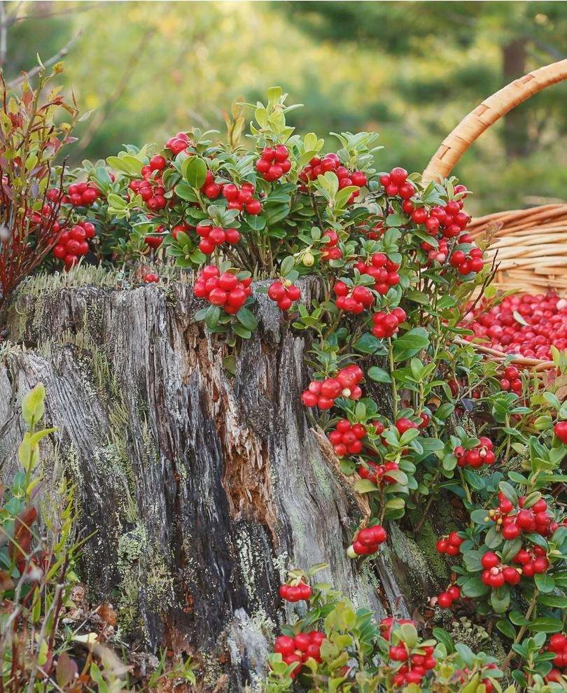 Arctic Blast Lingonberry Bundle (6 Plants) 3 Arctic Blast Lingonberry Bundle (6 Plants)