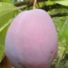 Ersinger European Plum -Rain Tree Nursery ersinger