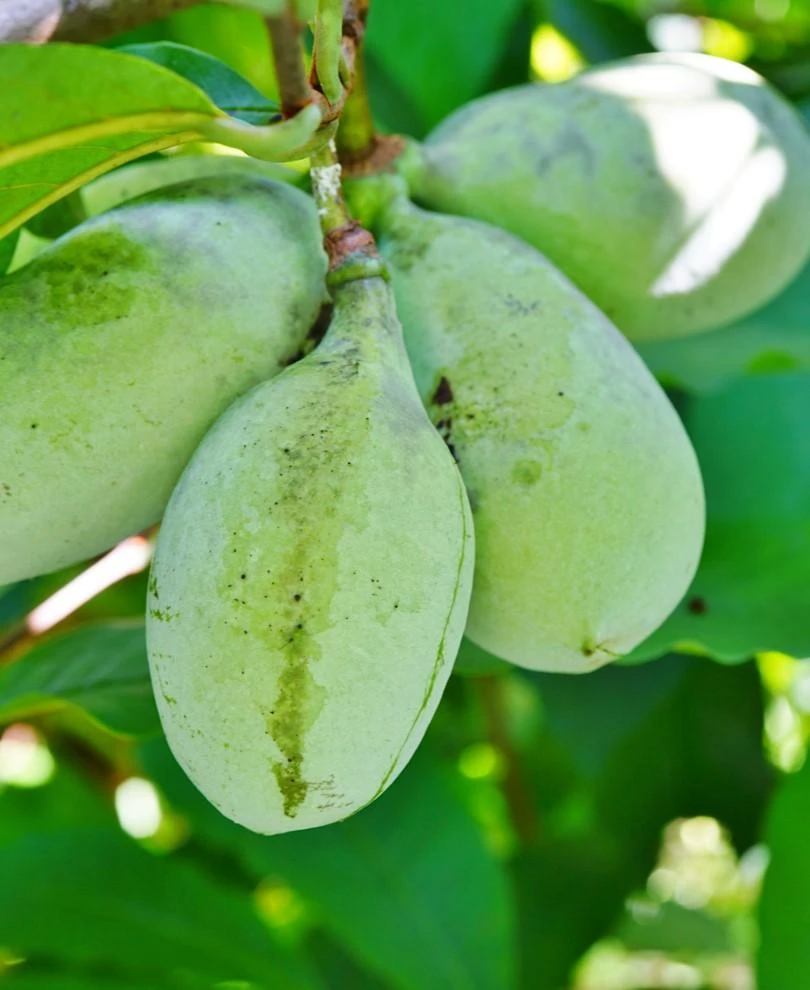 Ford Amend Paw Paw 3 Ford Amend Paw Paw