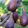 Nordland Fig -Rain Tree Nursery figs d353 nordland 1 1