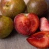 Combo Pluot Tree (3 Varieties) 2 Combo Pluot Tree (3 Varieties) -Rain Tree Nursery flavorsupreme