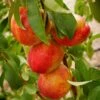 Flavortop Nectarine -Rain Tree Nursery flavortop
