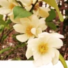 Michelia Doltsopa "Fairy Cream" -Rain Tree Nursery fmcream