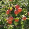 Fuji Apple -Rain Tree Nursery fuji 1