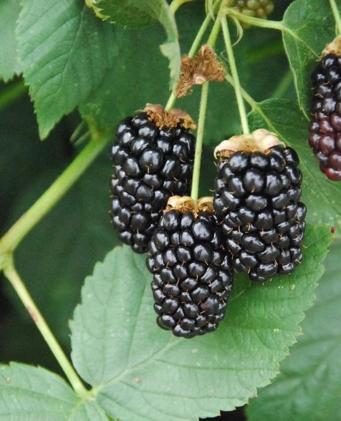 Galaxy Thornless Blackberry 3 Galaxy Thornless Blackberry