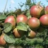 Combination Cider Apple Tree (3 Varieties) -Rain Tree Nursery granniwinkle 1 1