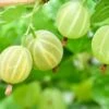 Pixwell Gooseberry -Rain Tree Nursery green gooseberry