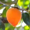 Hachiya Persimmon 1 Hachiya Persimmon -Rain Tree Nursery hachiya persimmon