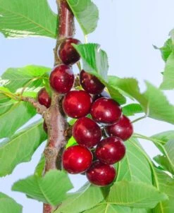 Hartland Cherry