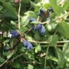 Blue Mist™ Honeyberry -Rain Tree Nursery honeyberries2
