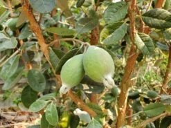 Waingaro™ Guava 5 Waingaro™ Guava -Rain Tree Nursery how to grow pineapple guava feijoa feature