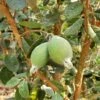 Ramsey Guava -Rain Tree Nursery how to grow pineapple guava feijoa feature 24034da0 14c5 469f a6d0 4e2c550b3709 1
