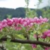 Pink Pearl Apple -Rain Tree Nursery httpraintreenursery.netpa575spinkpearlblossoms
