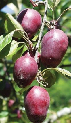 Hansen's Red Fleshed Crabapple -Rain Tree Nursery httpraintreenursery.netpa600 red fleshed crab1 1
