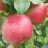 Combination Heritage Apple Tree (3 Varieties) -Rain Tree Nursery httpraintreenursery.netpa720s 02