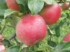 Wolf River Apple -Rain Tree Nursery httpraintreenursery.netpa720s wolfriver1 cc2662c6 b61b 4ab0 b8a8 42e171eb72fb