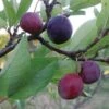 Premier Beach Plum -Rain Tree Nursery httpraintreenursery.netpbeech plum pg 49